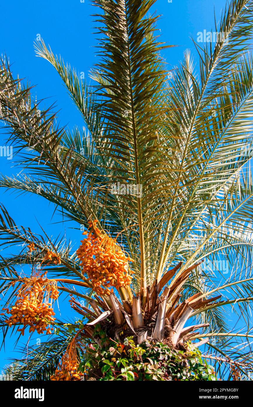 Date palm, Turkey Stock Photo - Alamy