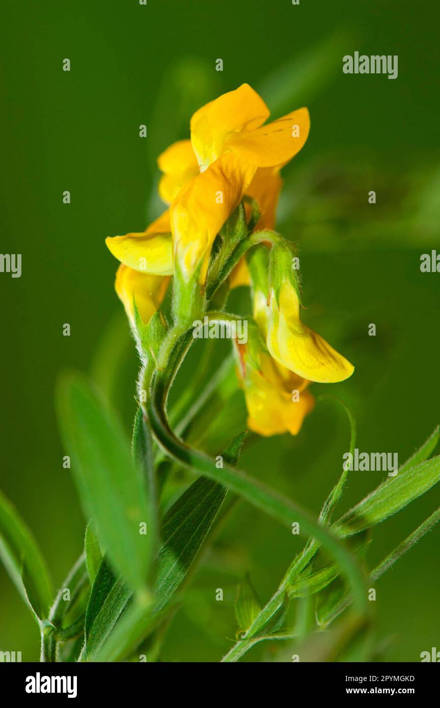 Meadow vetchling Stock Photo