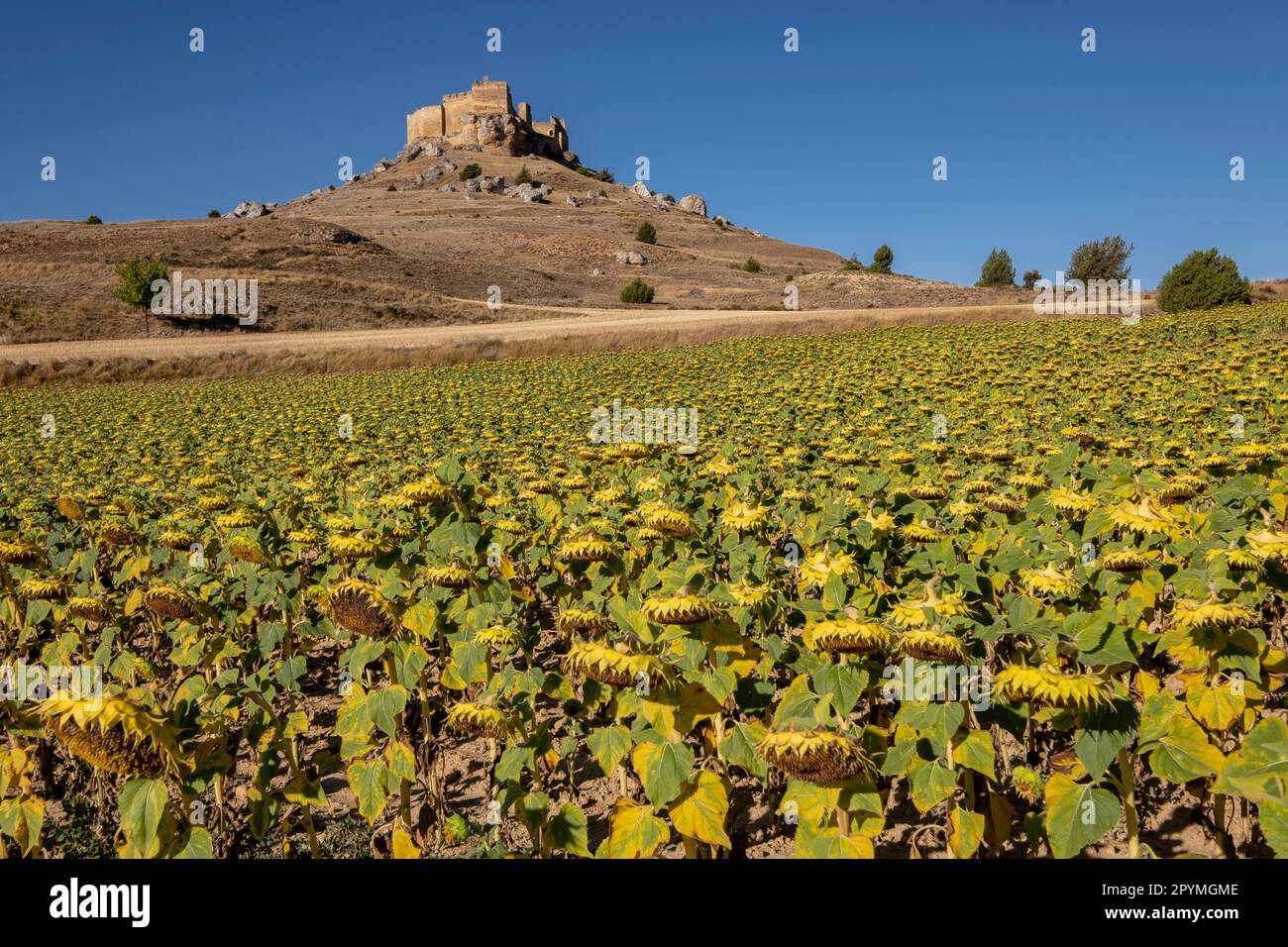 campo de girasoles, Helianthus annuus, Castillo de Gormaz, Siglo X, Gormaz, Soria, Comunidad Autónoma de Castilla, Spain, Europe Stock Photo