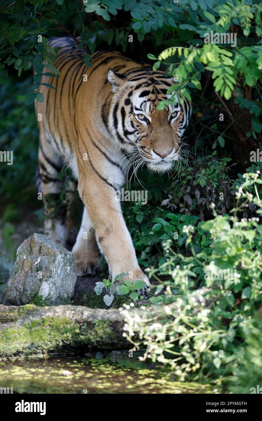 Siberian tiger (Panthera tigris altaica), Amur tiger, captive Stock ...