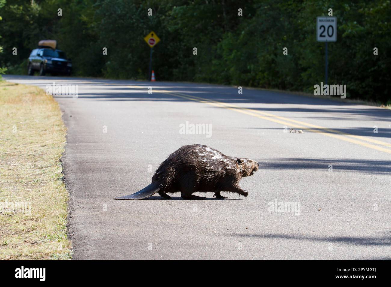 Beaver crossing a North American beaver (Castor canadensis), Quebec