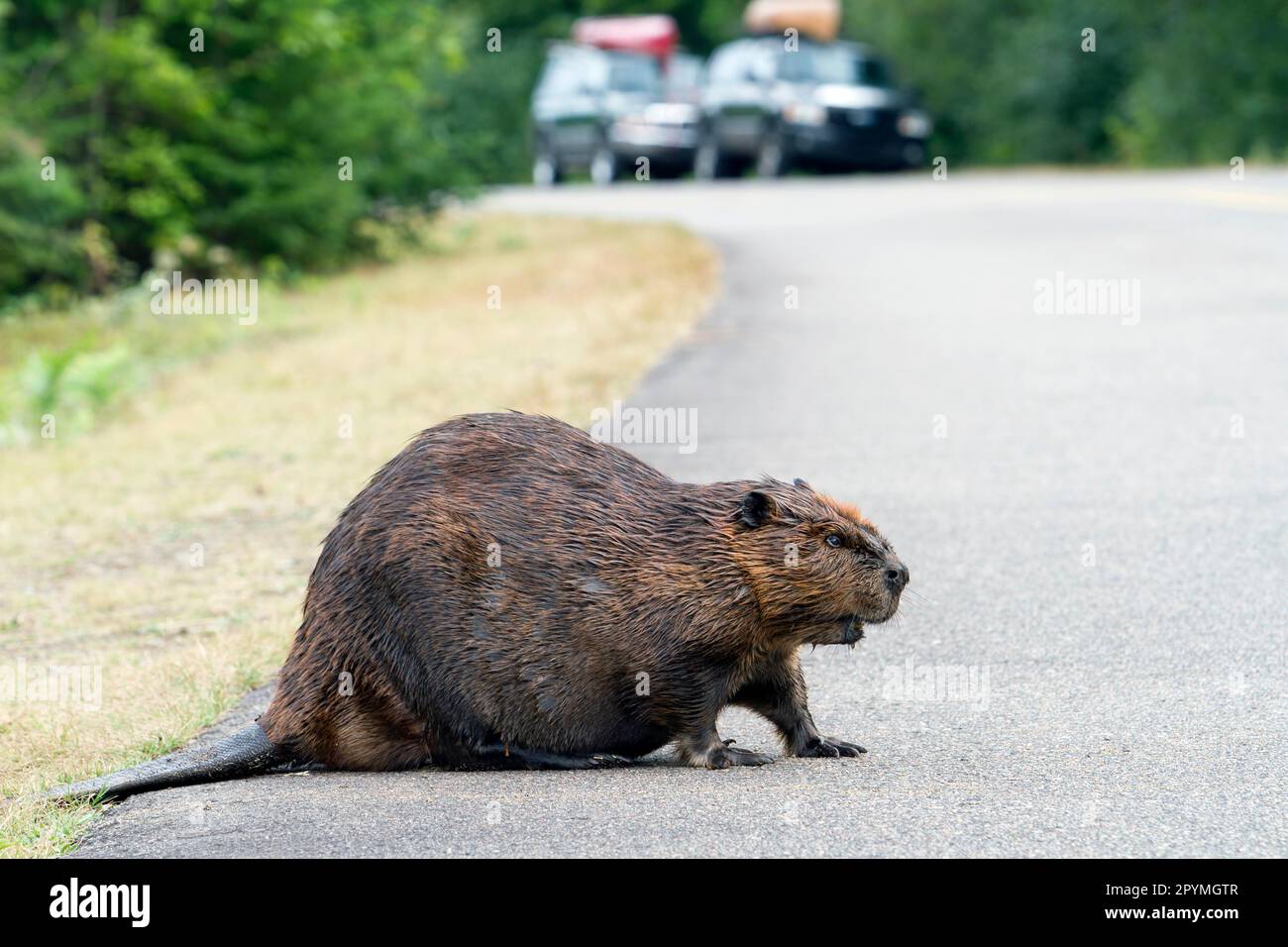 Beaver crossing a North American beaver (Castor canadensis), Quebec