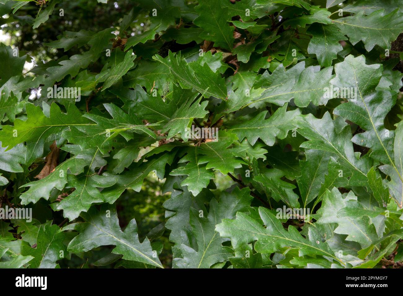 Background texture created by a small area of mature oak leaves all green and shiny Stock Photo