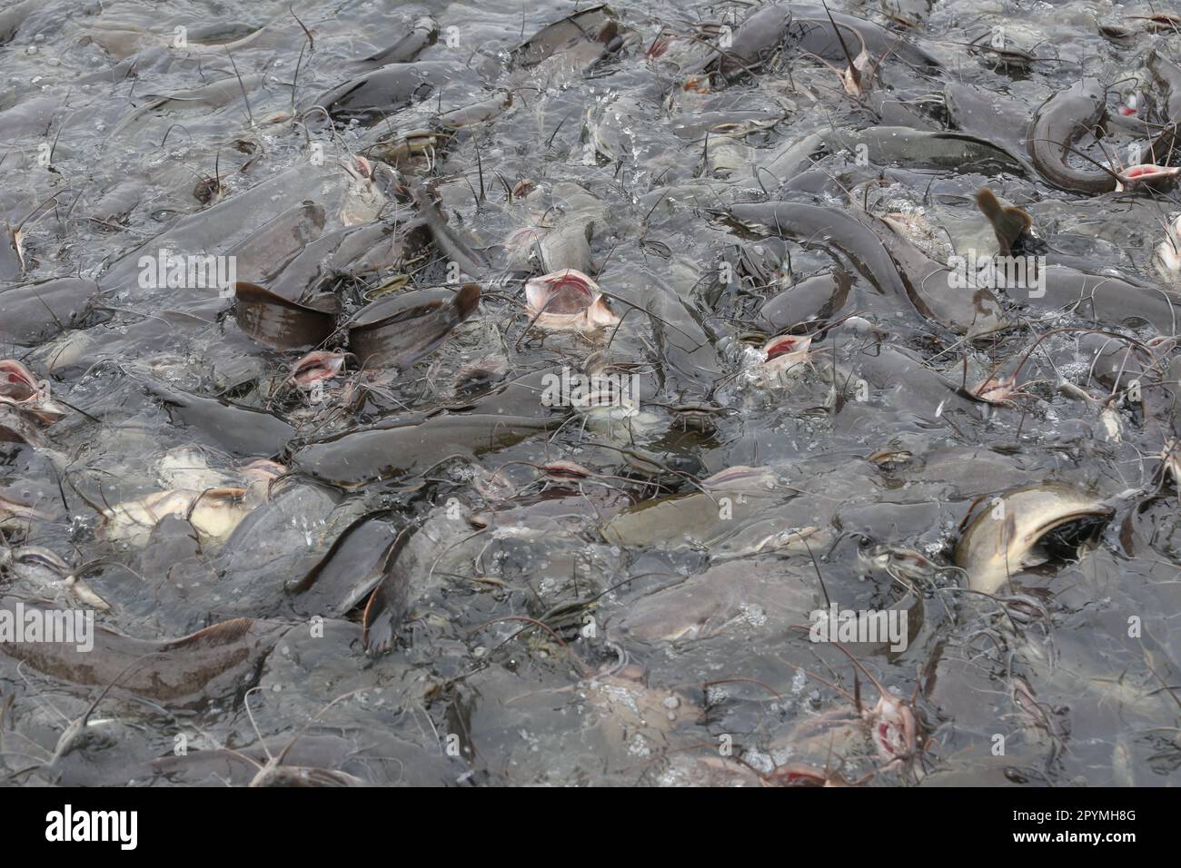 Farmed catfish eating food, Catfish is a popular fish in Thailand for