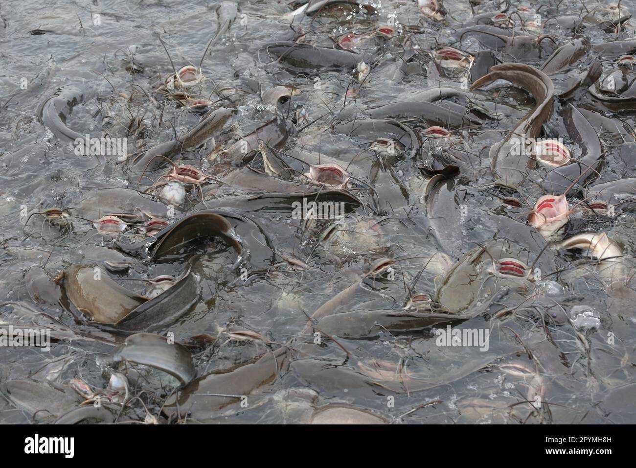 Farmed catfish eating food, Catfish is a popular fish in Thailand for