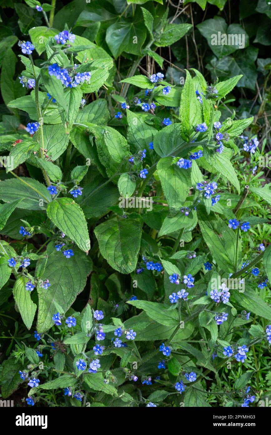 Green Alkanet (Pentaglottis sempervirens) in flower. This is a common weed in the UK that spreads easily. Stock Photo