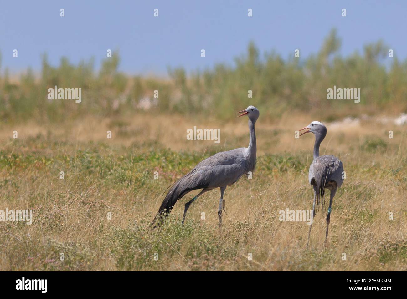 blue cranes in the wild of Etosha National Park in Namibia Stock Photo