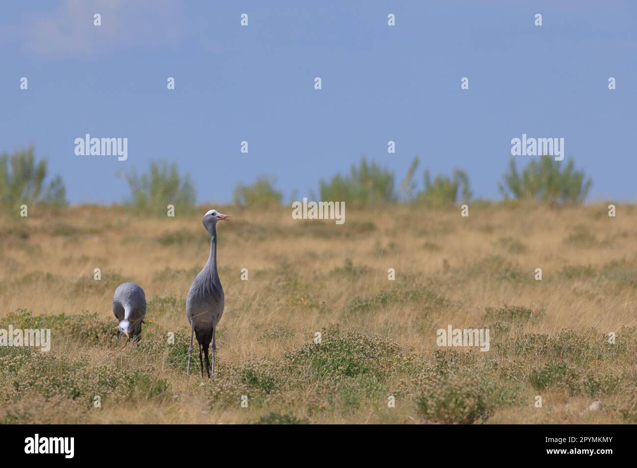 blue cranes in the wild of Etosha National Park in Namibia Stock Photo