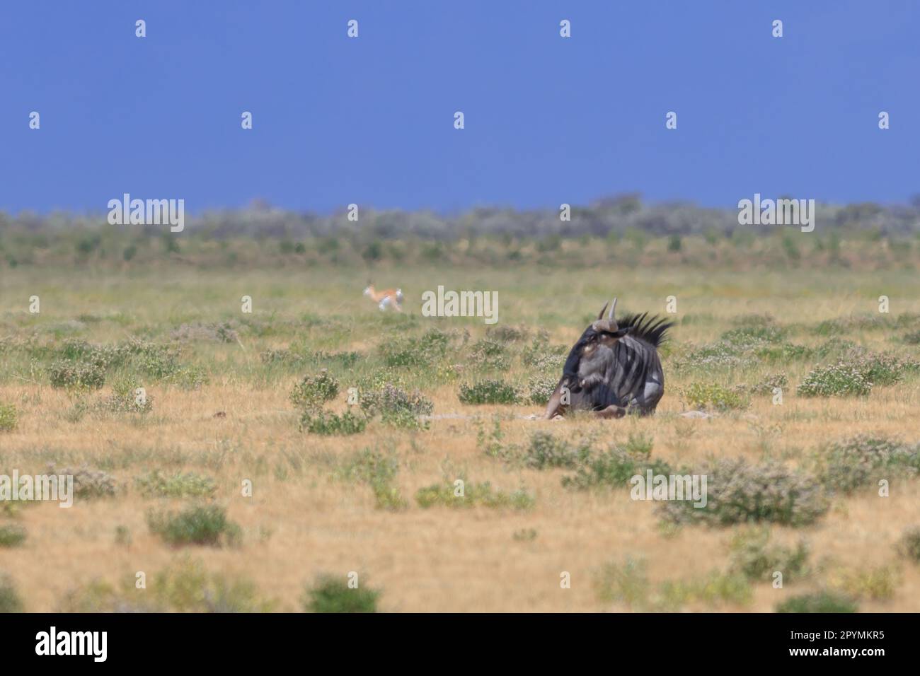Wild scenery namibia hi res stock photography and images Alamy