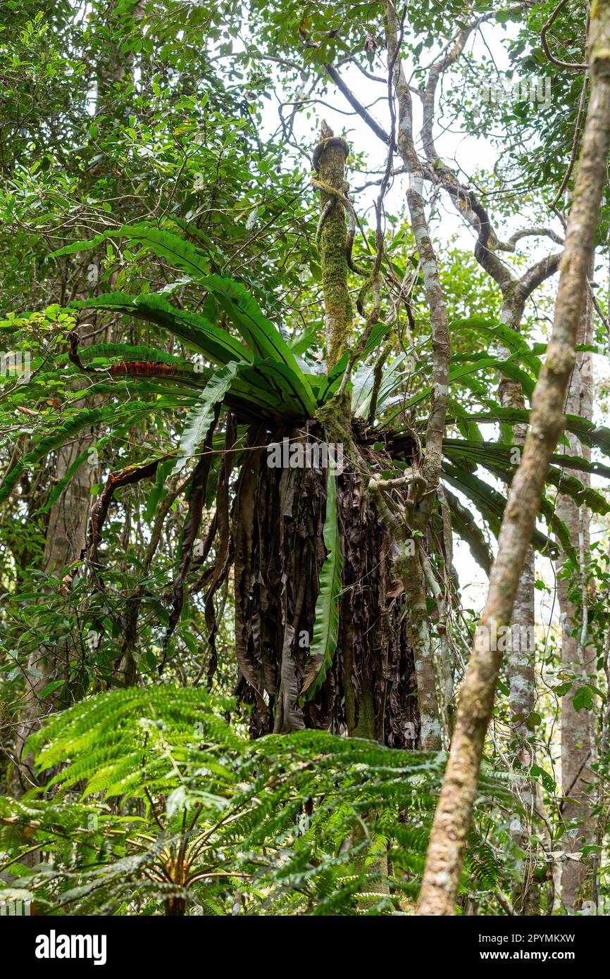 The lush foliage of Madagascar's Mantadia rainforest, Plant epiphyte growing on trees