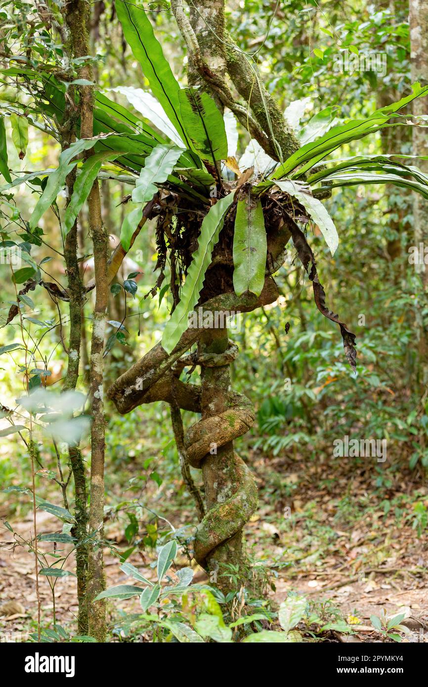 The lush foliage of Madagascar's Mantadia rainforest, Plant epiphyte growing on trees