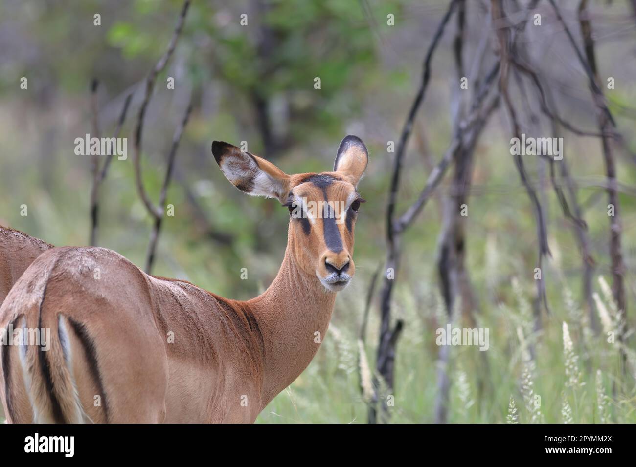 Antilopinae hi-res stock photography and images - Alamy