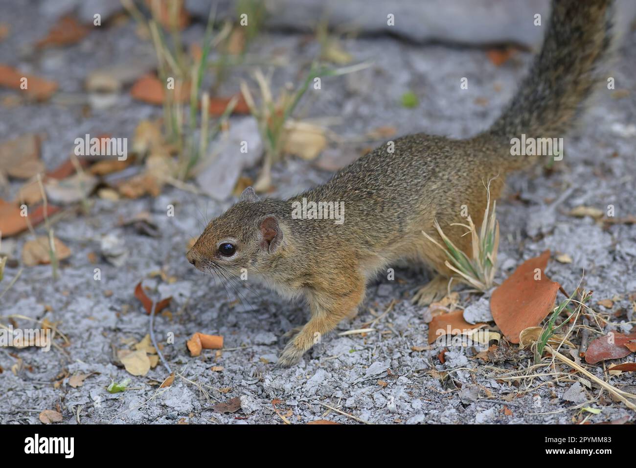 Tree squirrel namibia hi-res stock photography and images - Alamy