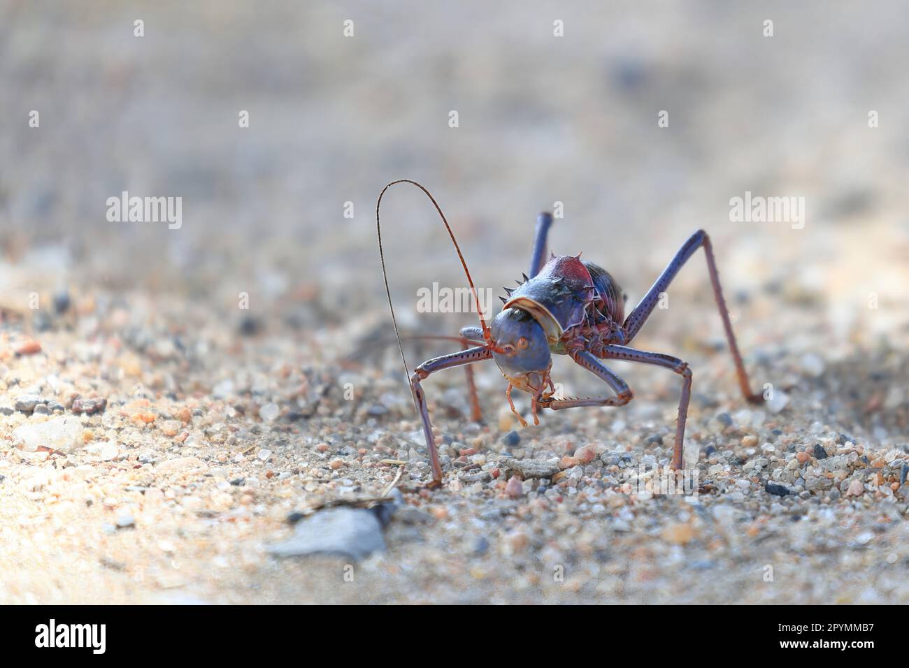 close up of a cricket on the ground of Namibia Stock Photo