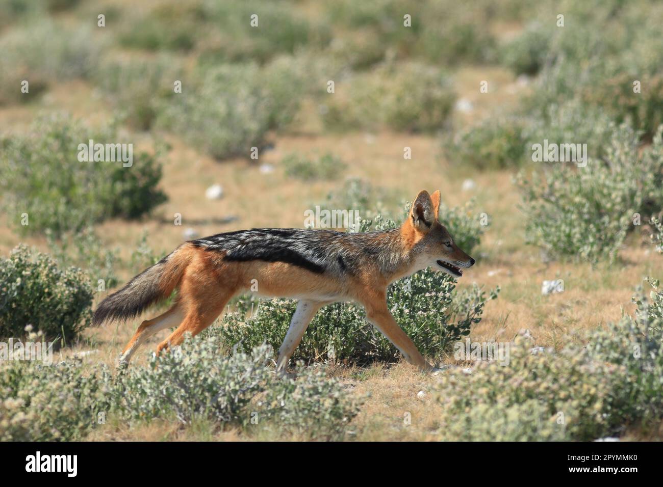 backed jackal in its habitat in Namibia Stock Photo Biology Diagrams