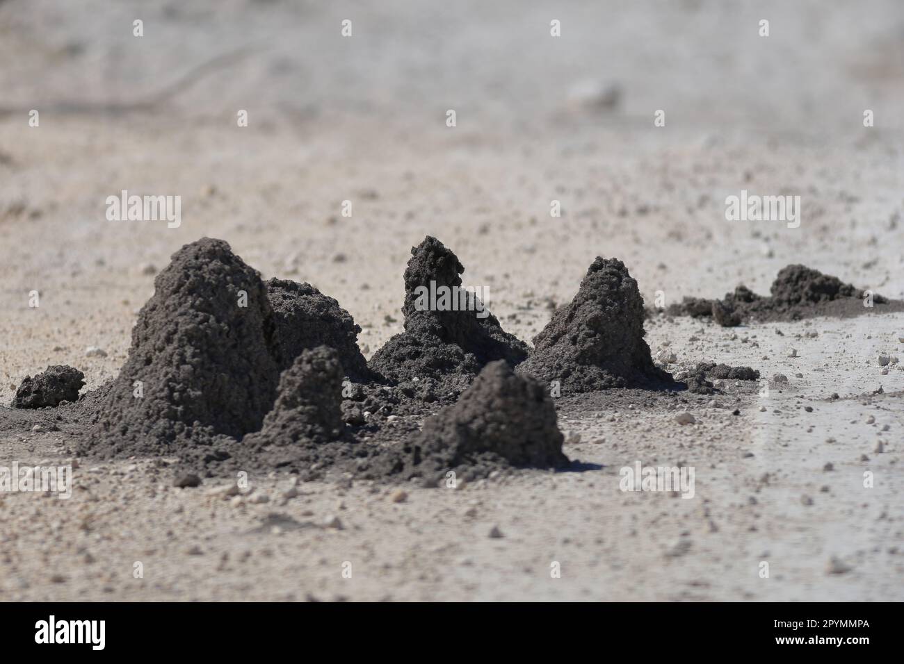 small termite mounds on a gravel road in etosha Stock Photo