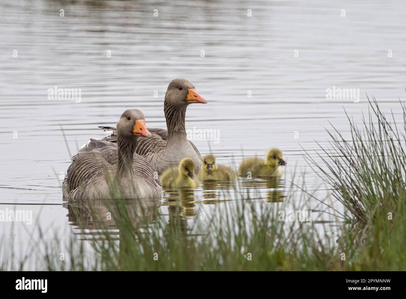 Greylag geese/goose and goslings (anser anser) at RSPB Loch Leven Nature Reserve, Scotland, UK. Stock Photo