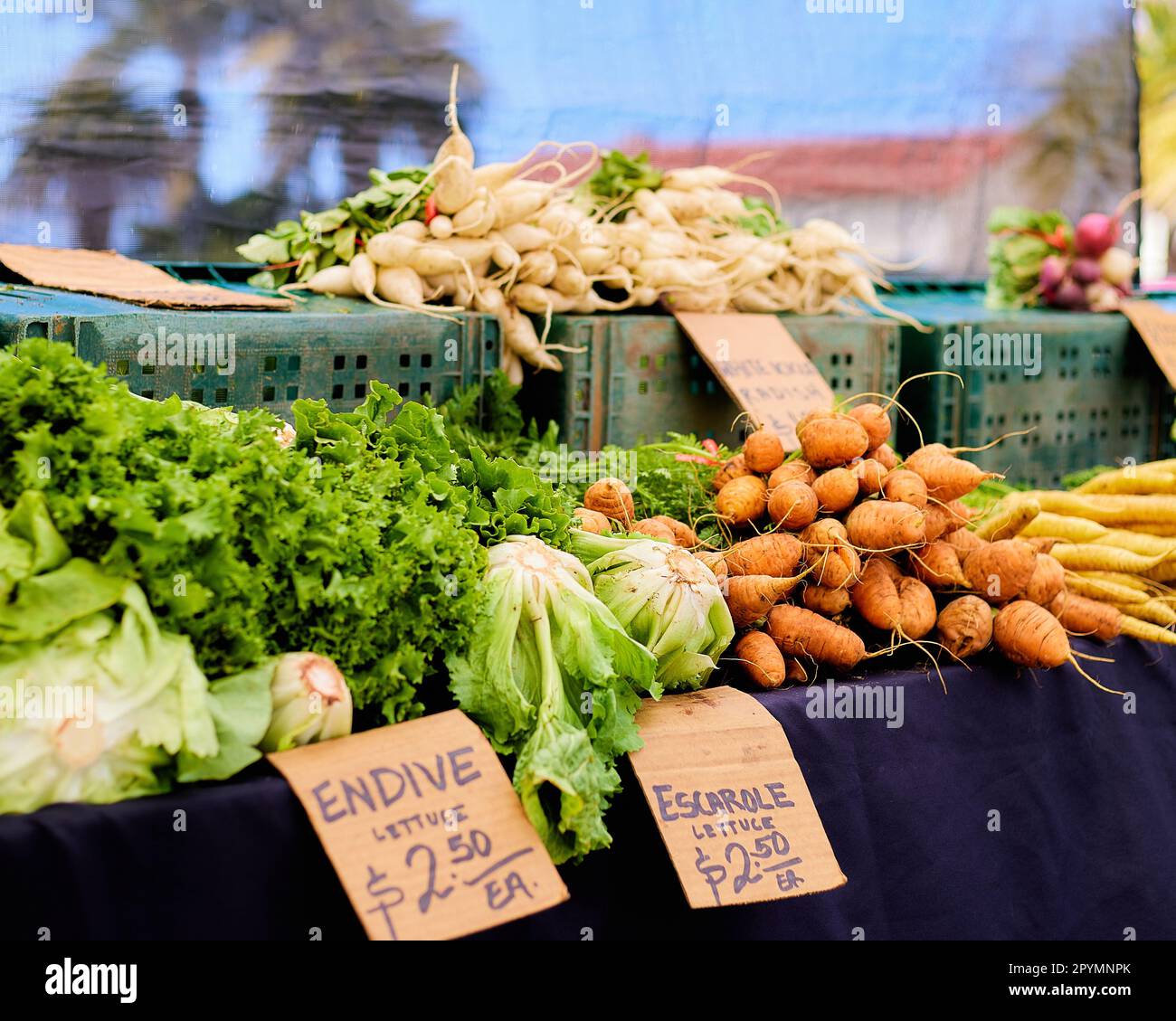 A vibrant array of fresh vegetables on display at a local farmer's ...