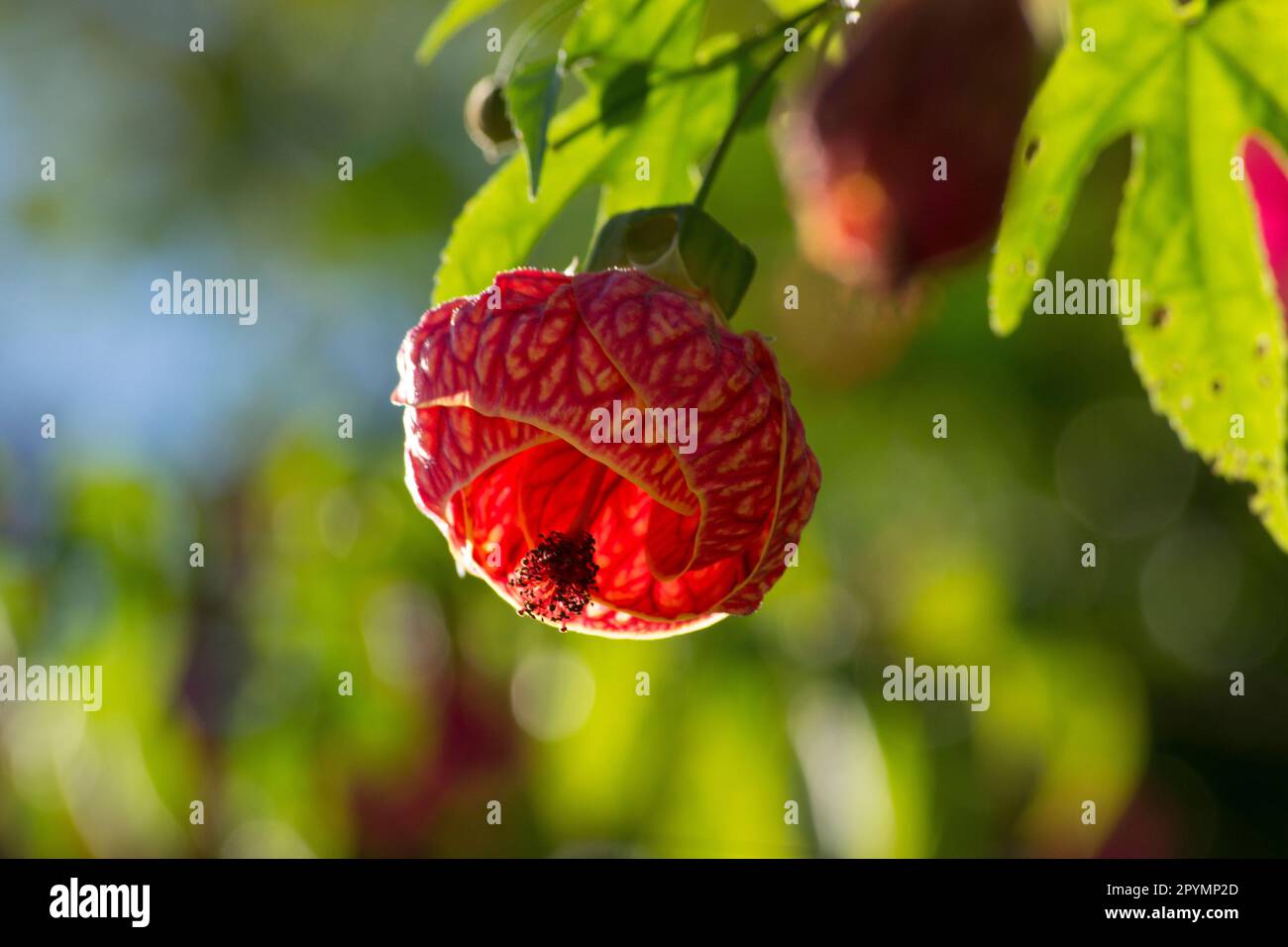 Graines De Fleurs Lanterne Chinoise Mix Abutilon Hybridum - Plantes Bisannuelles - Seulement Les Graines