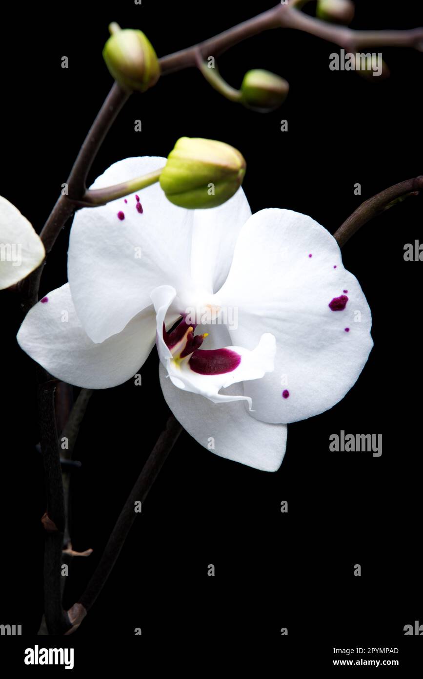 White flower with pink spots hi-res stock photography and images - Alamy