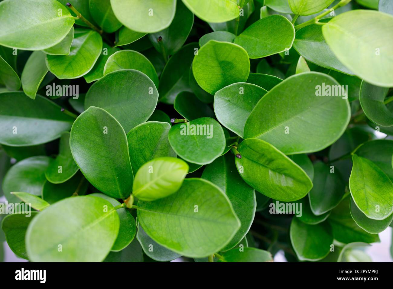 Green texture of ficus leaves Stock Photo Alamy