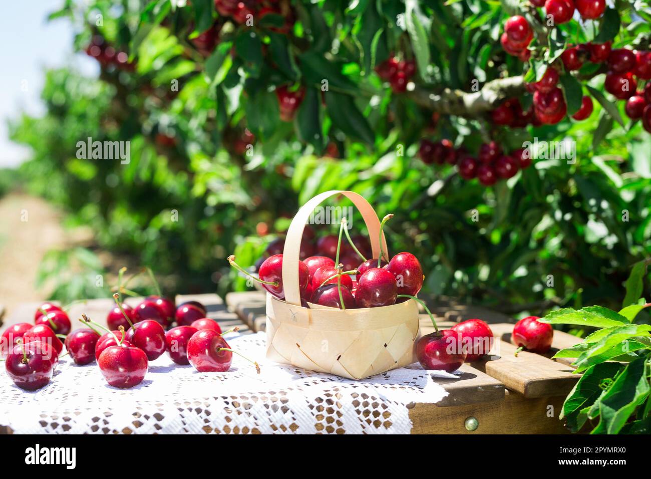 wicker basket filled with ripe cherries on table against background of cherry trees with cherry berries Stock Photo