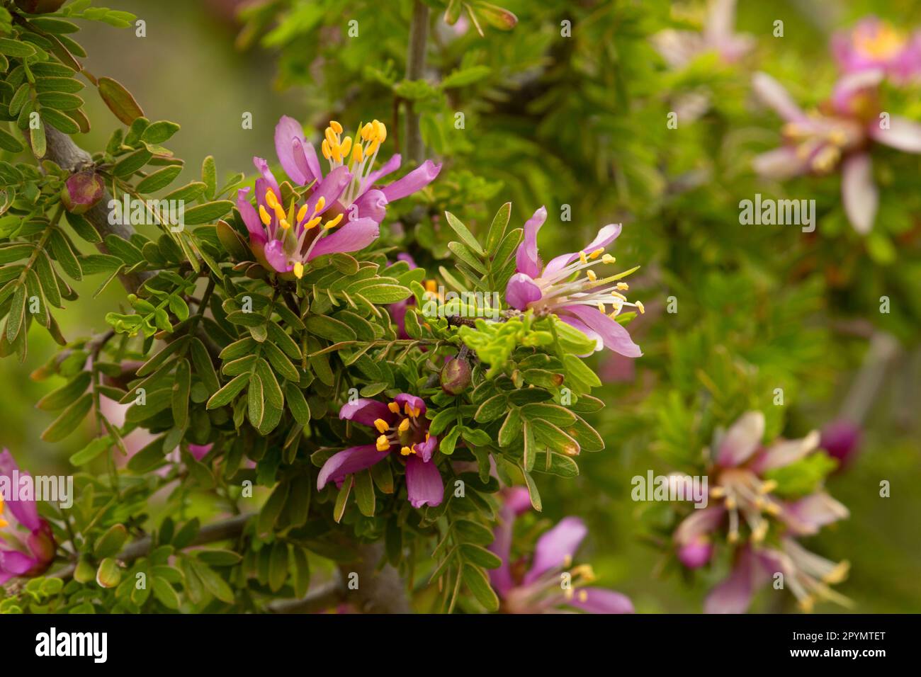 Guayacan (Guaiacum angustifolium), Big Bend National Park, Texas Stock Photo