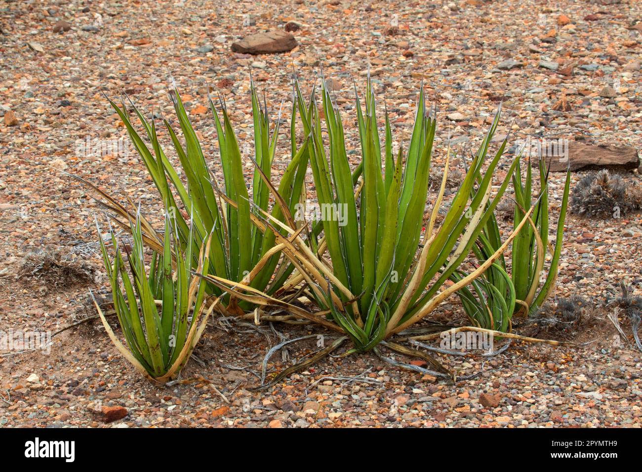Agave lechuguilla, Big Bend National Park, Texas Stock Photo