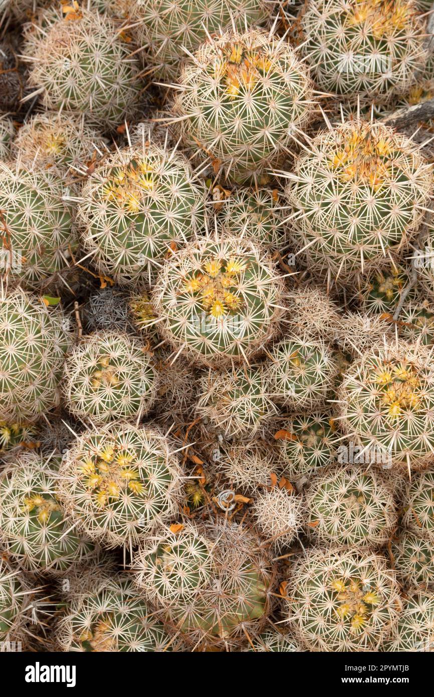 Cactus, Big Bend National Park, Texas Stock Photo