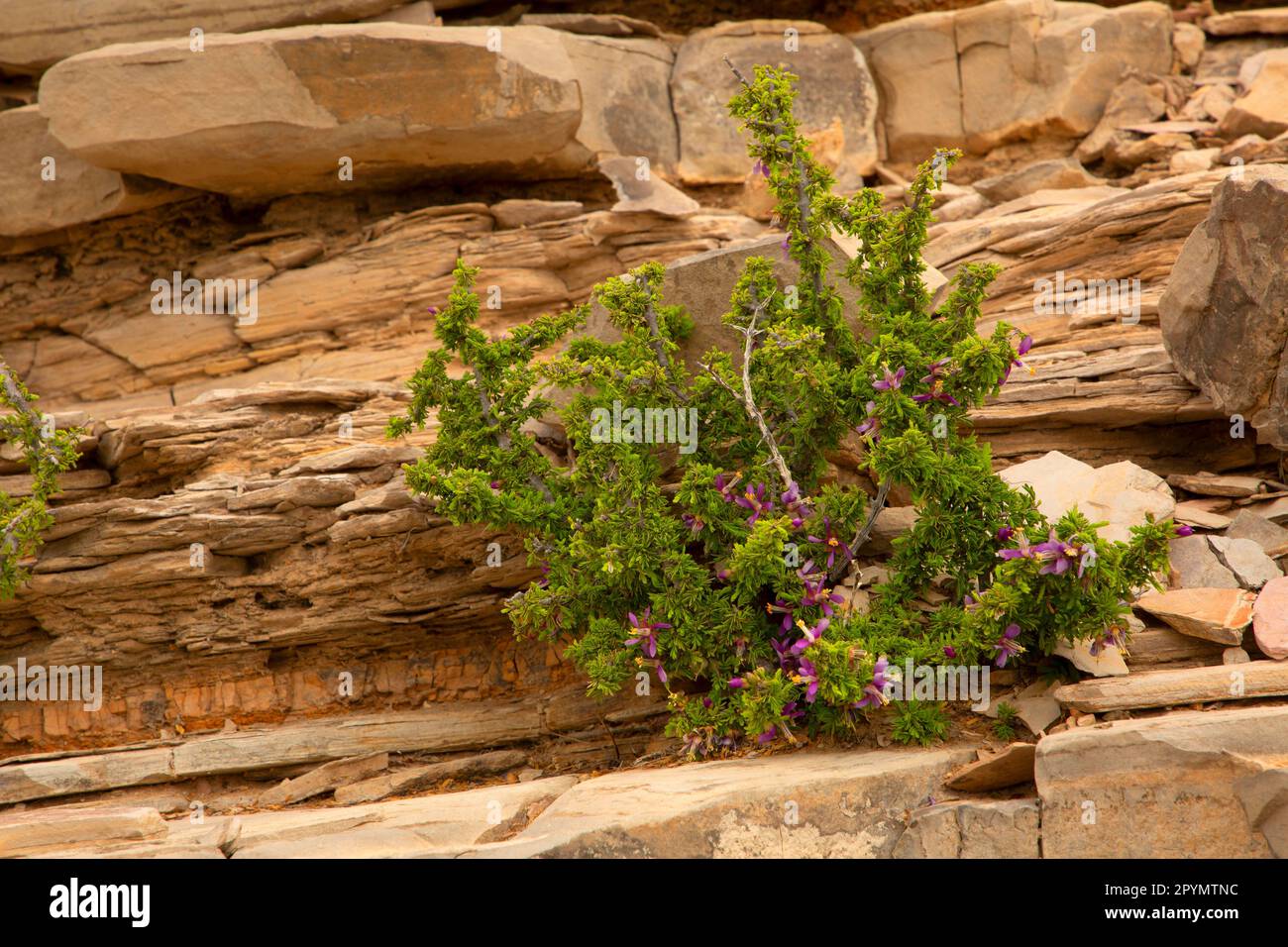 Guayacan (Guaiacum angustifolium) along Hot Springs Canyon Trail, Big Bend National Park, Texas Stock Photo