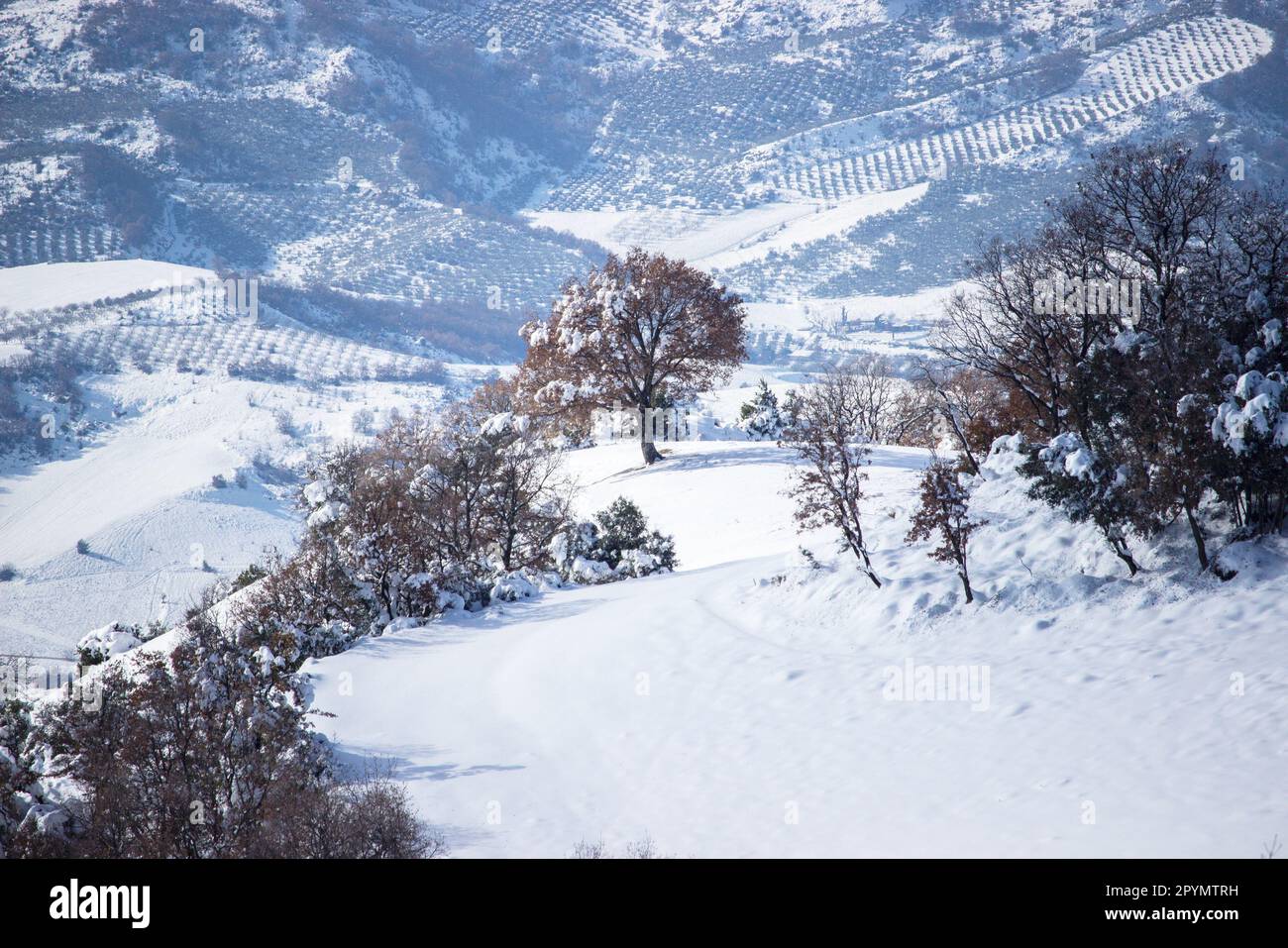 Majestic view snowy trees hi-res stock photography and images - Alamy