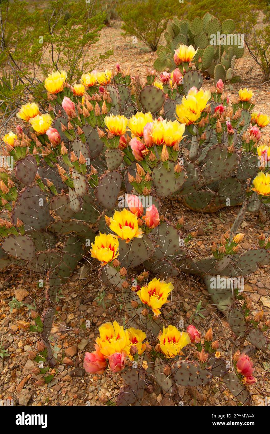 Purple Prickly Pear (Opuntia macrocentra) in bloom, Big Bend National Park, Texas Stock Photo