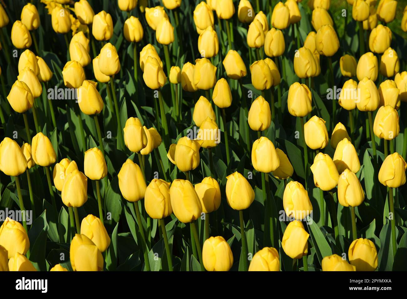 Lisse, The Netherlands. April 2023.Blooming hyacinths, tulips and daffodils. High quality photo Stock Photo