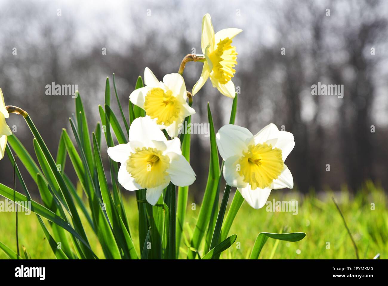 Lisse, The Netherlands. April 2023.Blooming hyacinths, tulips and daffodils. High quality photo Stock Photo