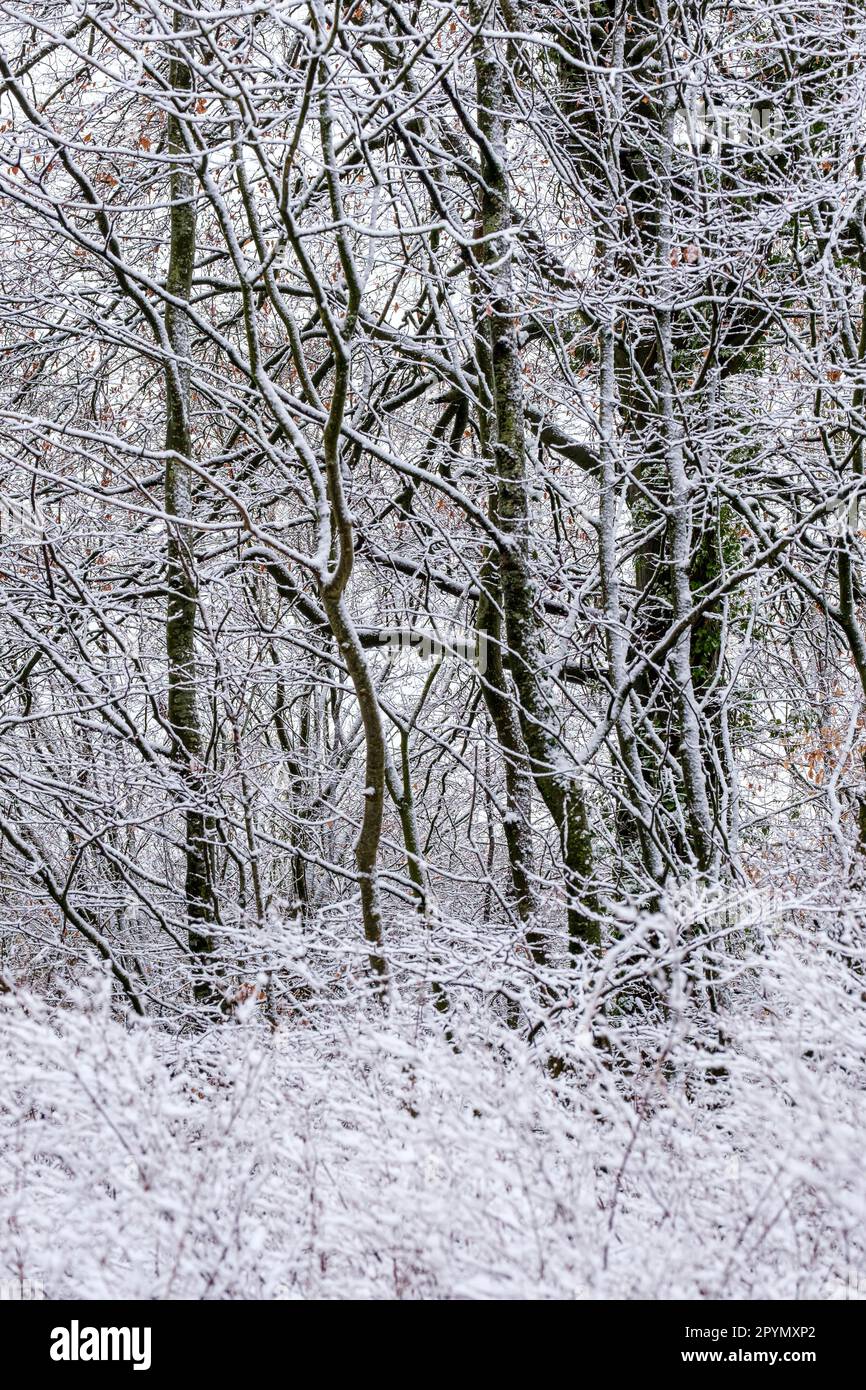 Abstract pattern of tree branches and twigs covered in snow creating a ...