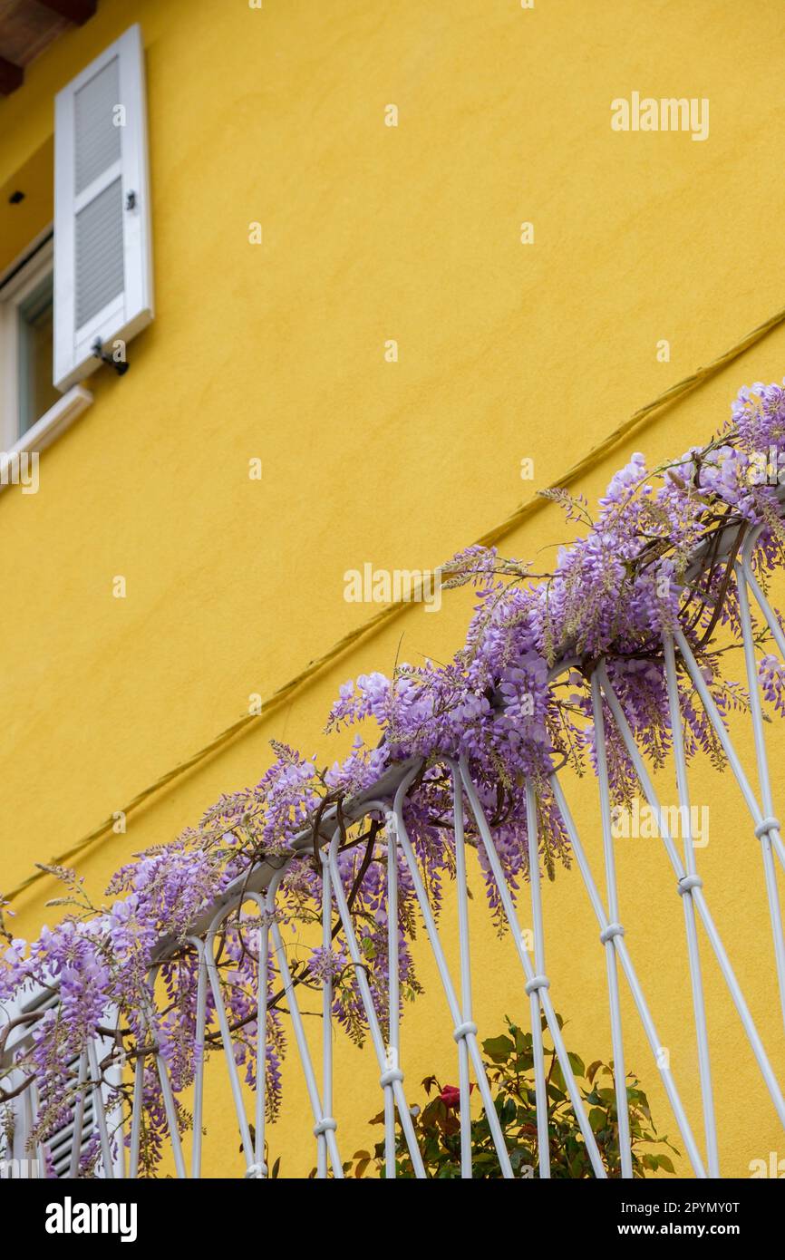 Hanging vines of the Wisteria plant adorn a balcony of a yellow painted house in Italy. Stock Photo