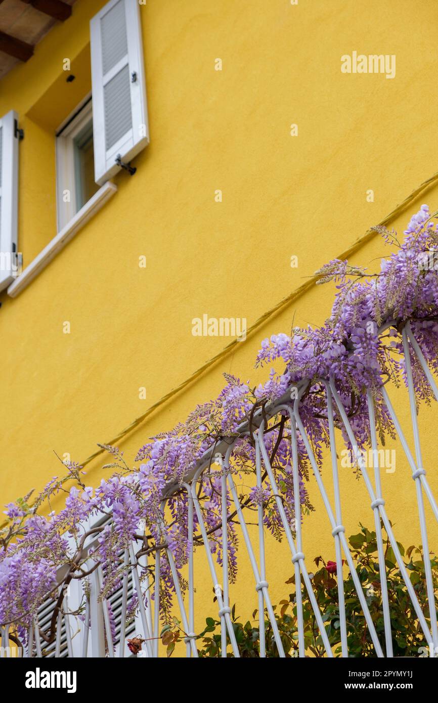 Hanging vines of the Wisteria plant adorn a balcony of a yellow painted house in Italy. Stock Photo