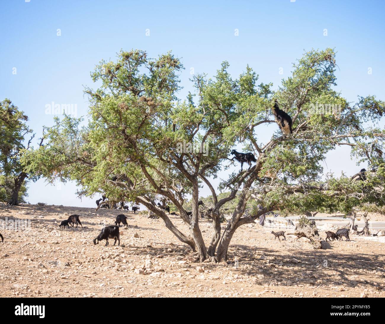 Goats in a tree, Goats feeding on Argan tree in Morocco Stock Photo