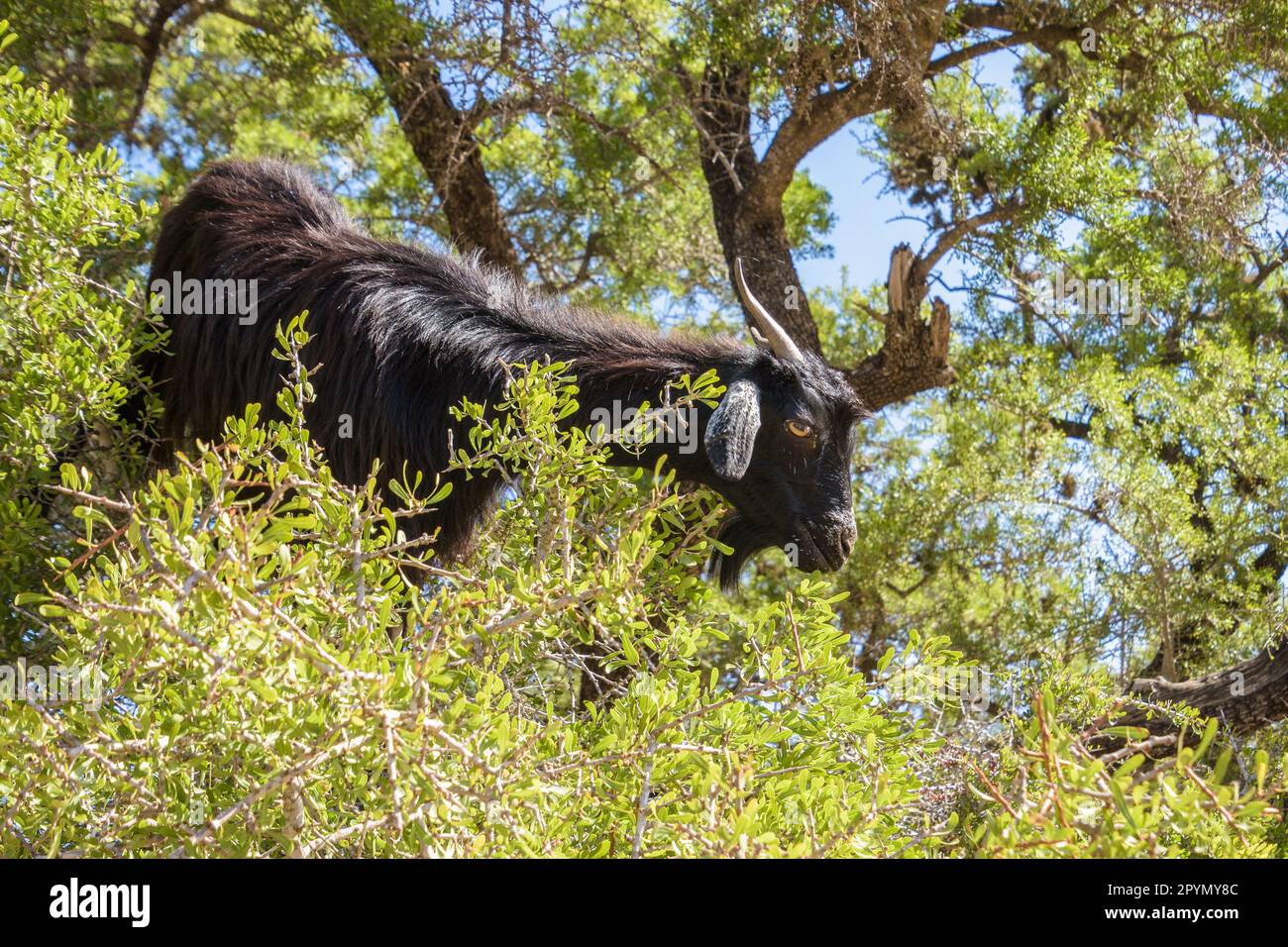 Goat in a tree, Goat feeding on Argan tree in Morocco Stock Photo