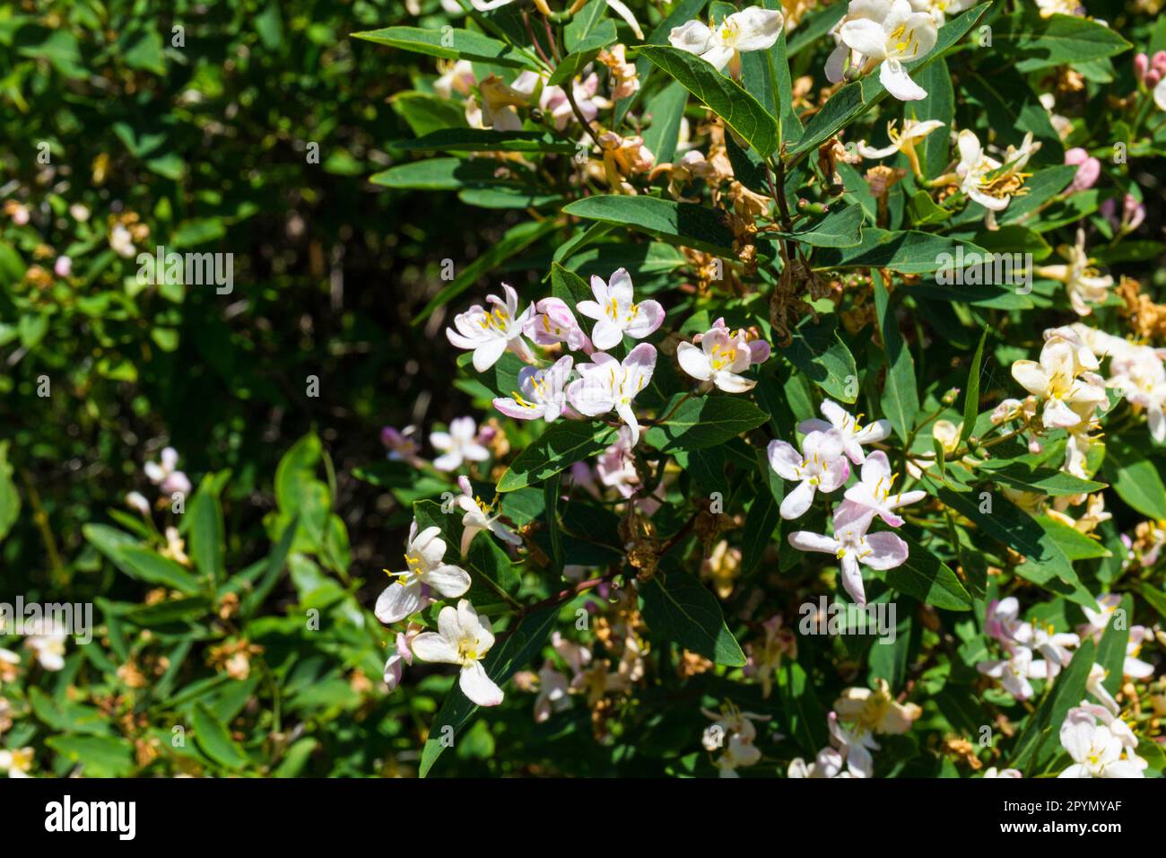 Closeup of Lonicera tatarica (Tatarian honeysuckle) shrub blooming in spring, Hungary, Europe Stock Photo