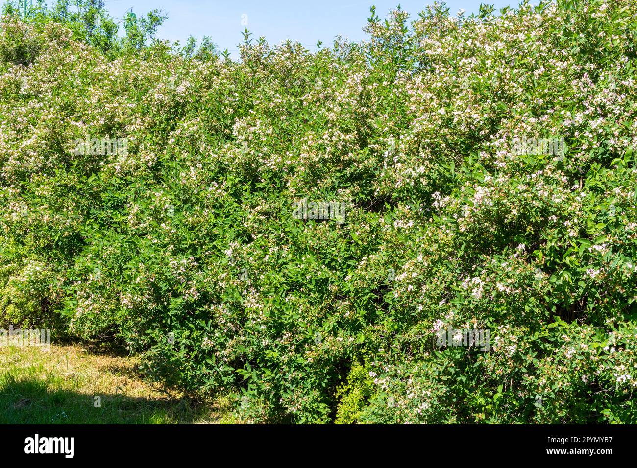 Lonicera tatarica (Tatarian honeysuckle) shrub blooming in spring, Hungary, Europe Stock Photo