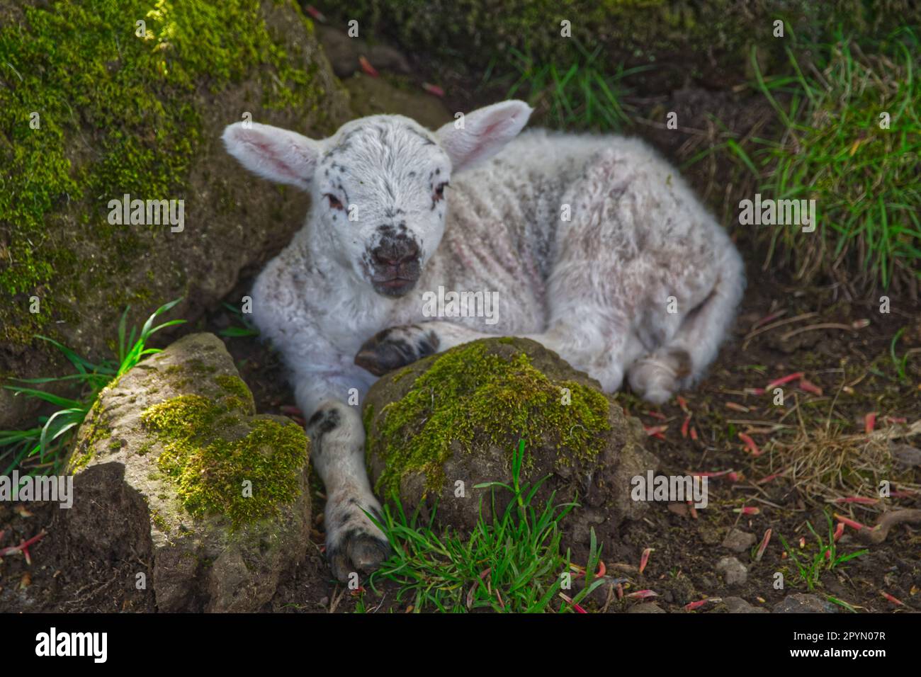 Spring Lambs Stock Photo