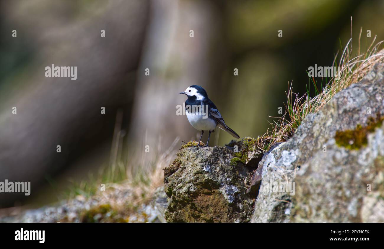 Pied wagtail on rocks hi-res stock photography and images - Alamy