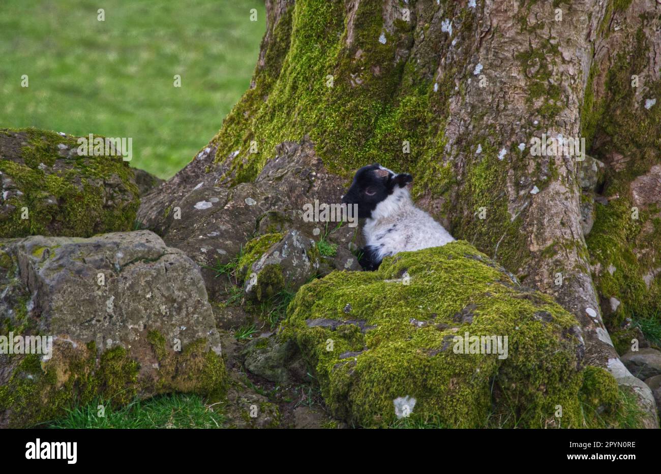 Landscape format of spring lambs hi-res stock photography and images ...