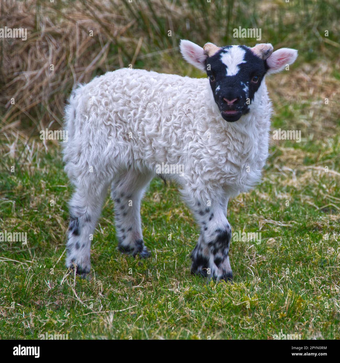 Landscape format of spring lambs hi-res stock photography and images ...