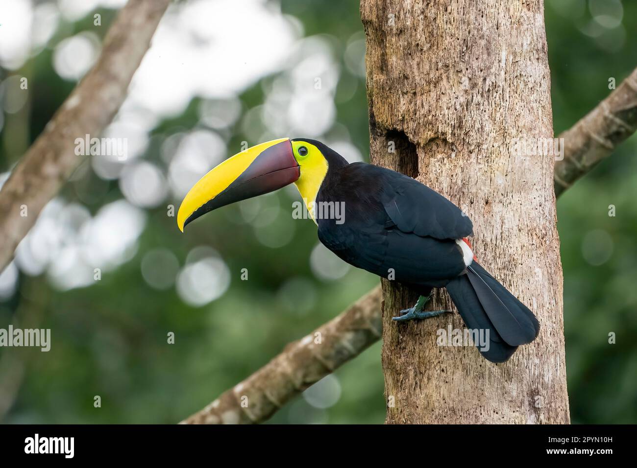 chestnut-mandibled toucan or Swainson's toucan (Ramphastos ambiguus swainsonii) back view Stock Photo