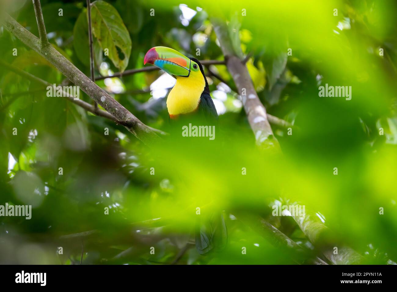 keel-billed toucan (Ramphastos sulfuratus) hidding between the leaves Stock Photo