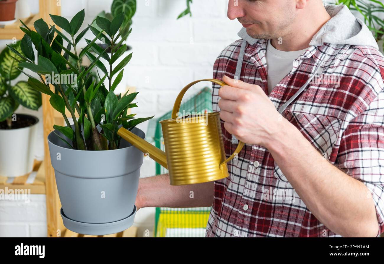 Man waters home plants from her collection of rare species from a watering can, grown with love on shelves in the interior of the house. Home plant gr Stock Photo