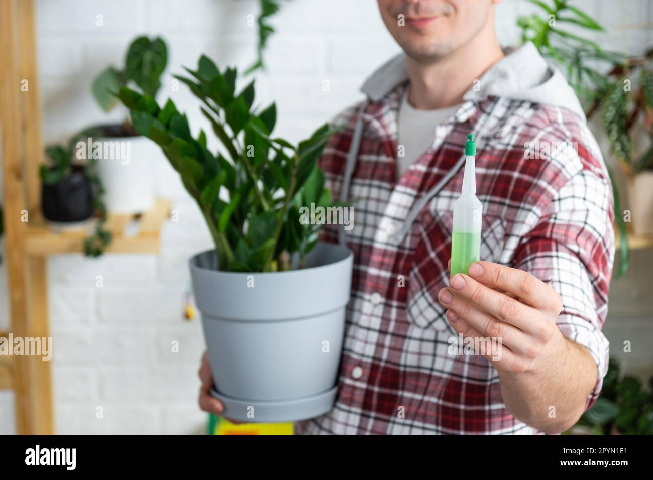 Drip fertilizer for potted plants zamiokulkas, stimulator of development, growth acceleration, home plant care. A bottle of liquid is inserted in the Stock Photo