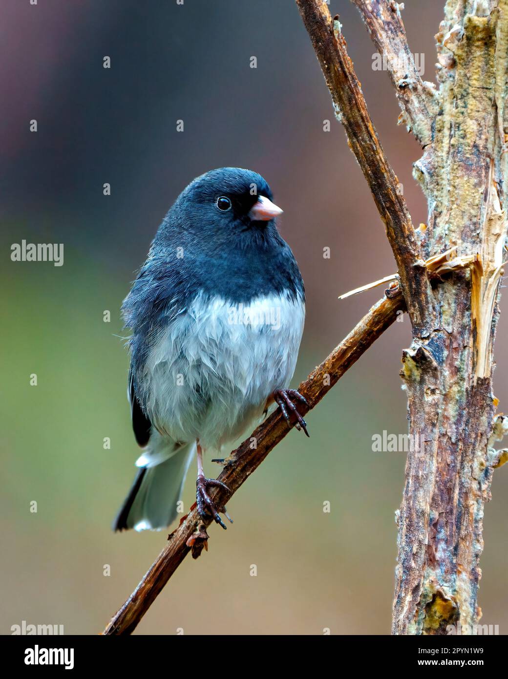 Junco close-up front view perched on a twig with a blur coloured background in its environment and habitat surrounding. Dark-eyed Junco Picture. Stock Photo